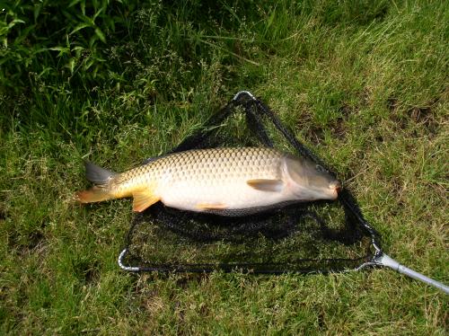 kapr 78cm,  9,5 kg