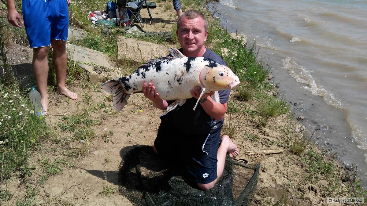 Kapr Koi
