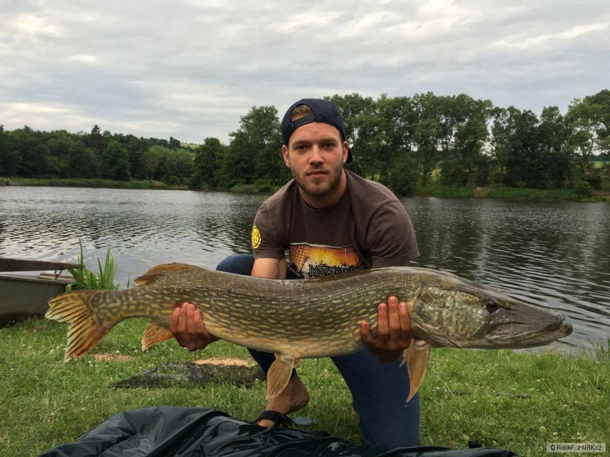 115cm 13,5 Kg