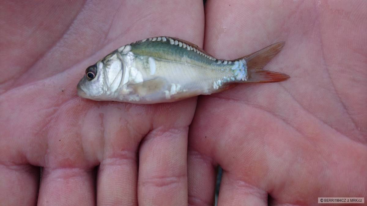 Potomstvo kapra