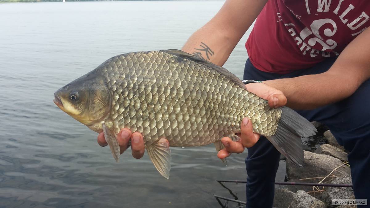 pěknej karas