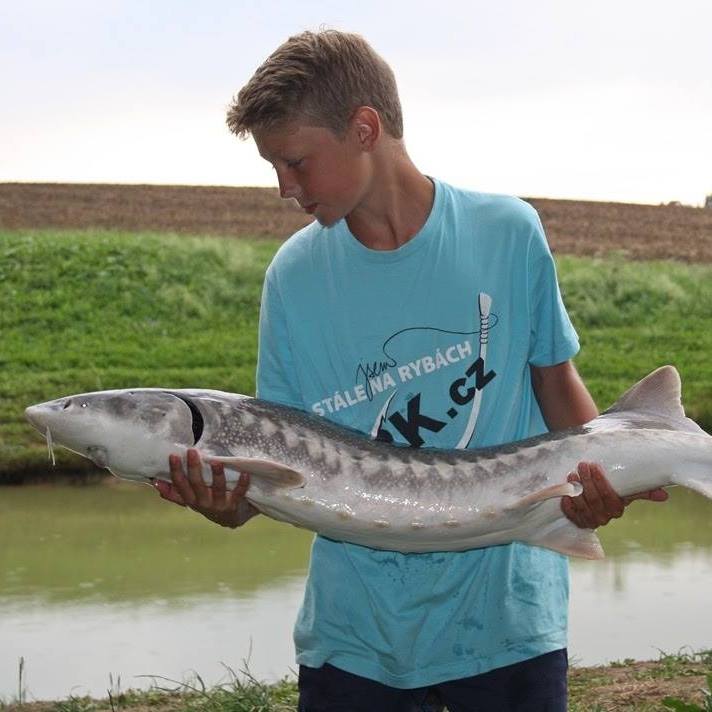 Jeseter Bílý 130cm 10kg