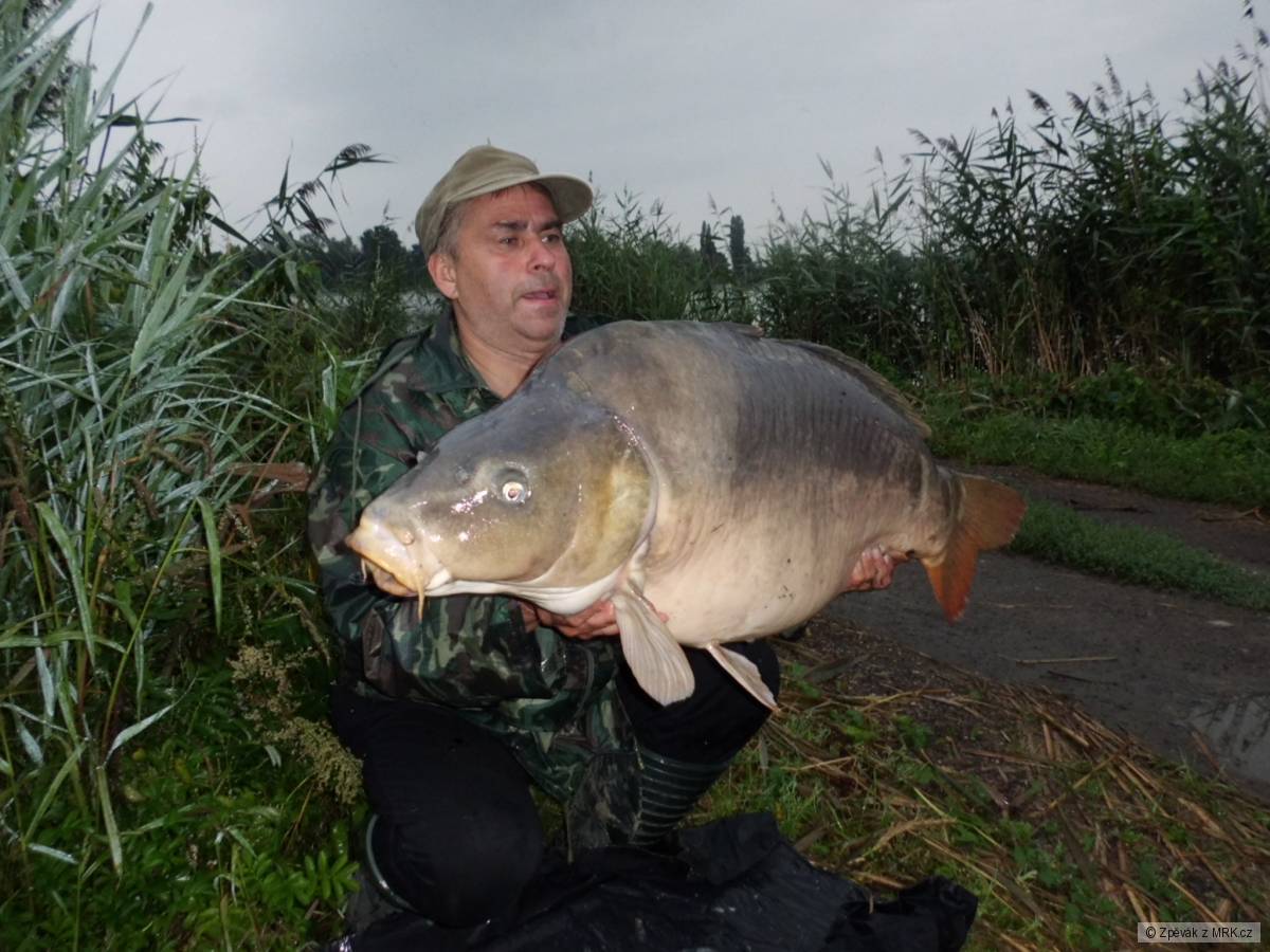 Kapr 24kg