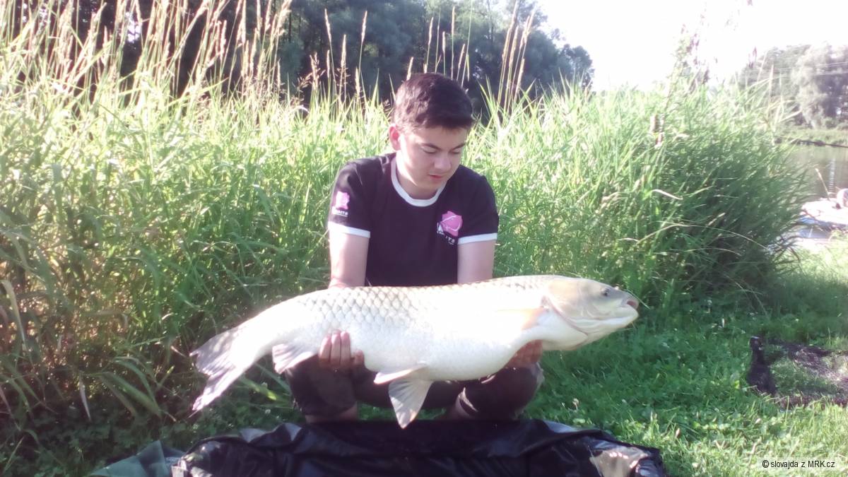 Amur bílý 14kg 100cm
