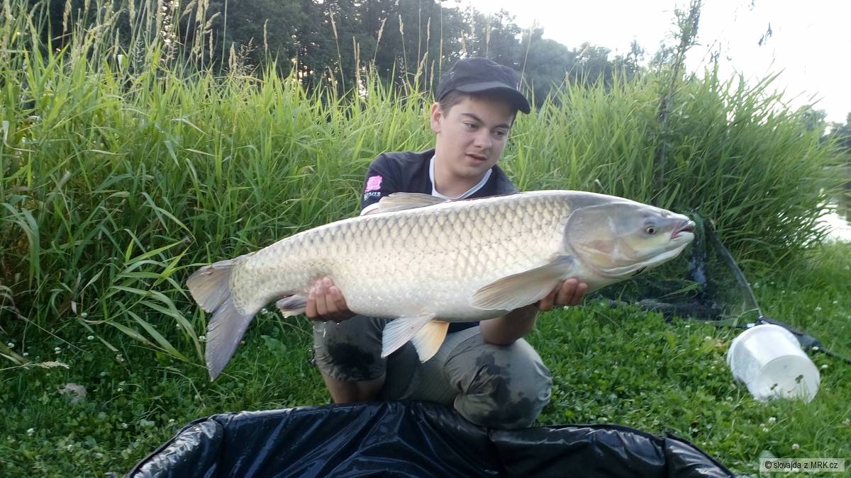 Amur bílý 91cm 11kg