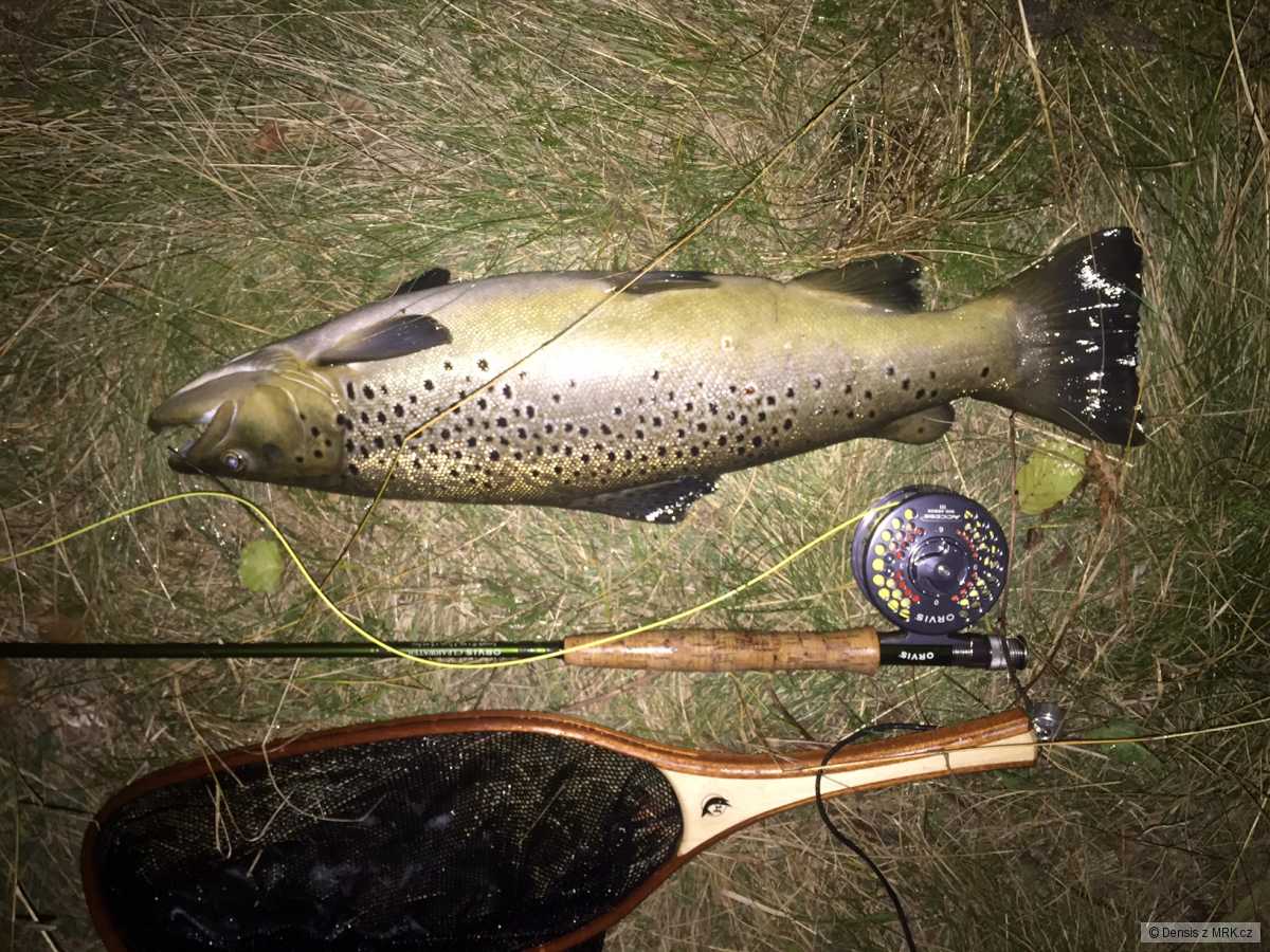 Potočák 55 cm