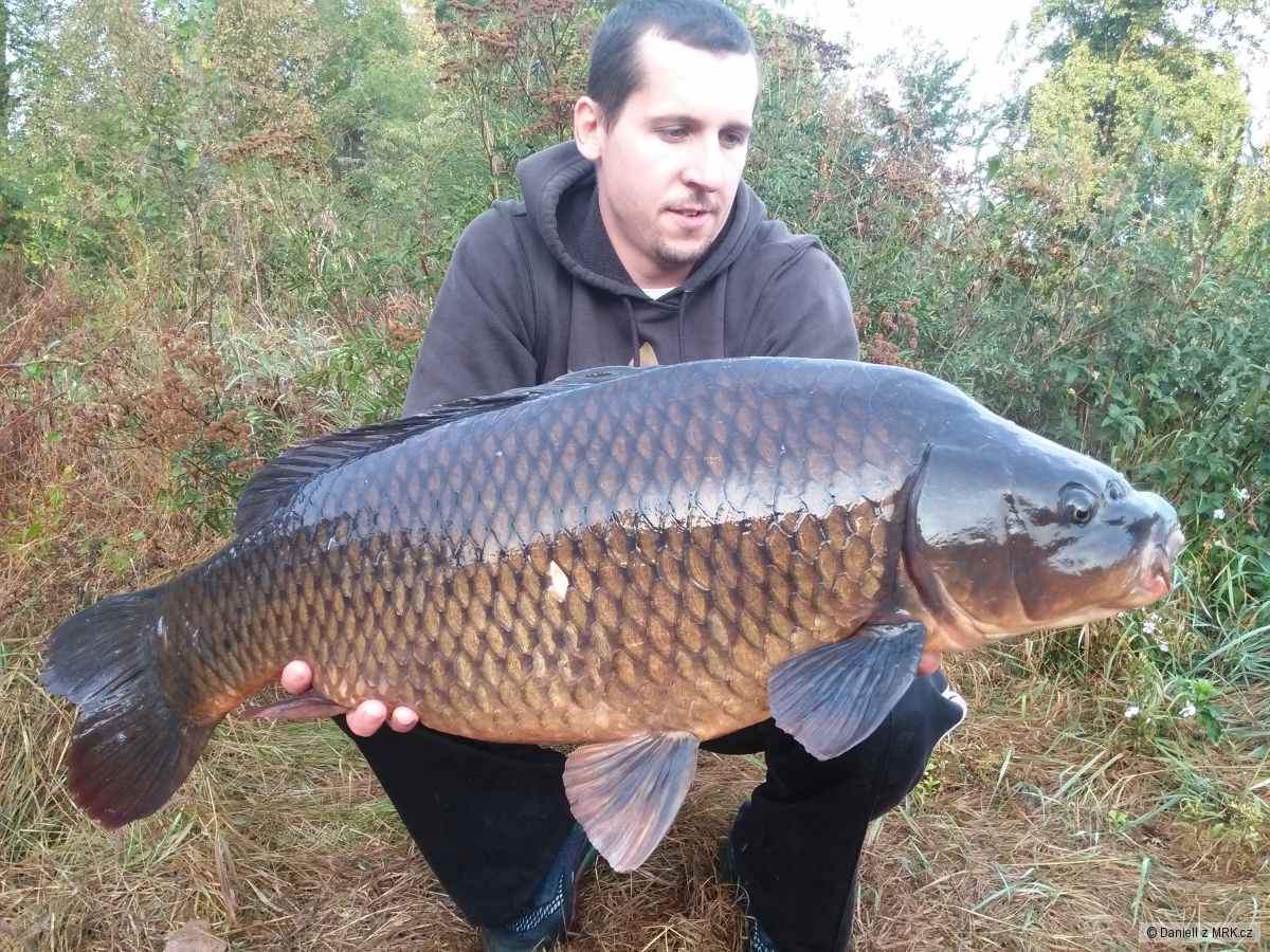 Krasavec z labe 11,5kg