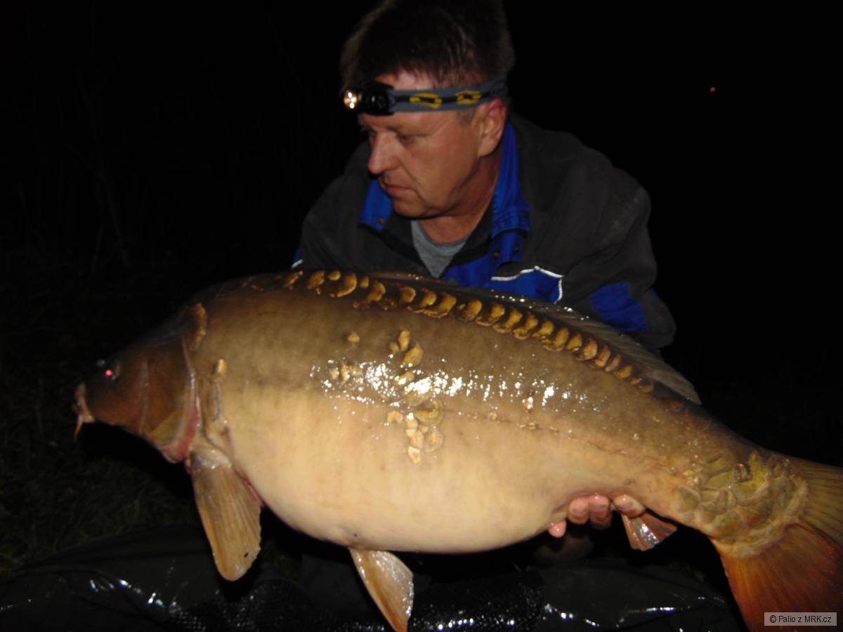 Carp