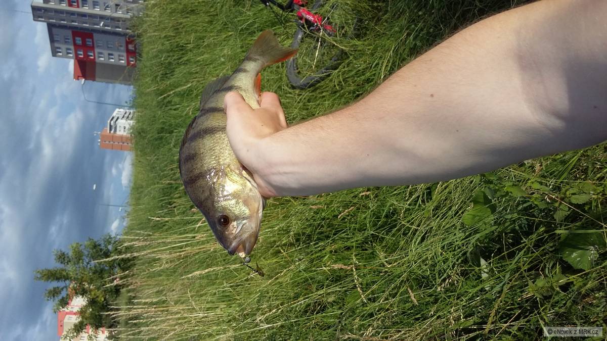 Ostriež 30cm