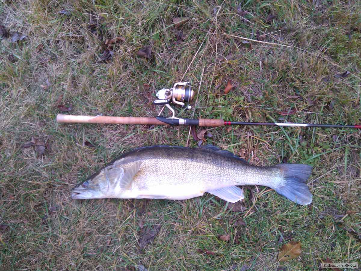 Candát 79cm4,63 kg přivlač