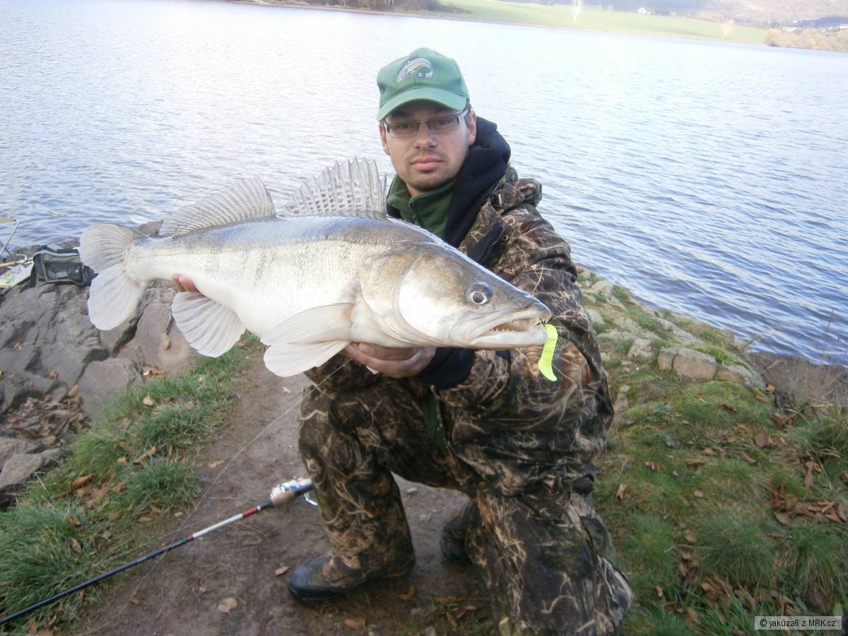 Zubač