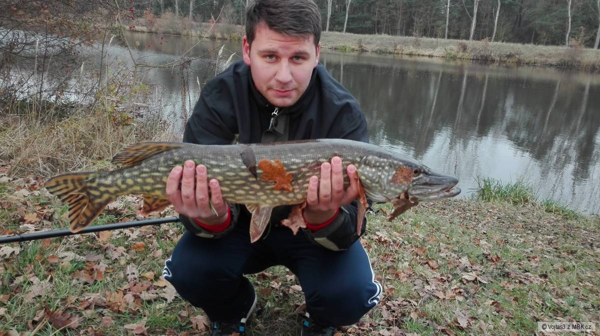 Štika 82cm