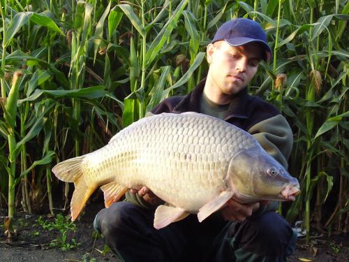 kapr 82,11,5kg