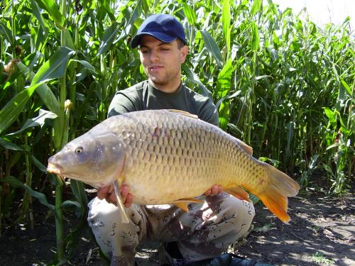 Kapr 82,12kg