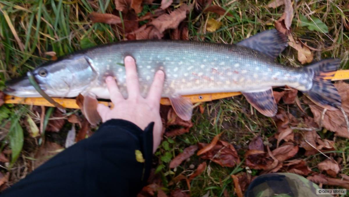Štika 65cm