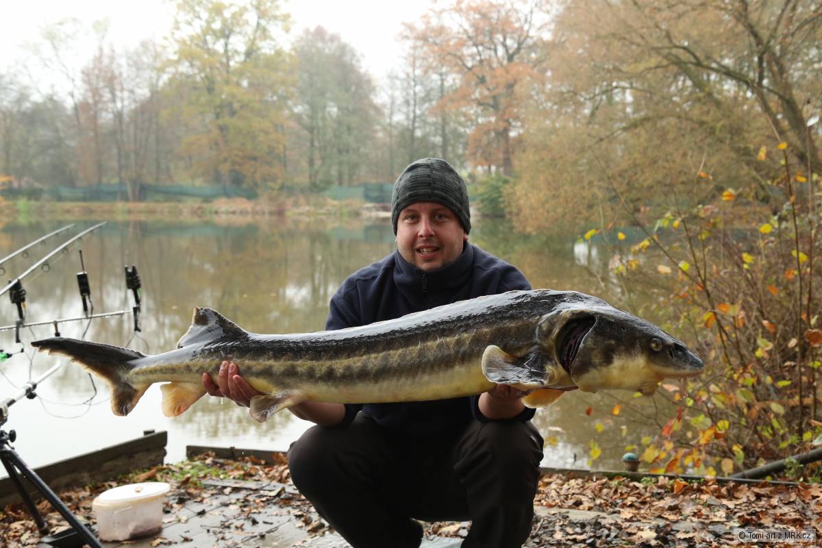 Jeseter 142cm 14kg