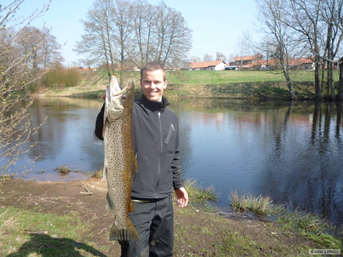 Pstruh Mořský 85cm