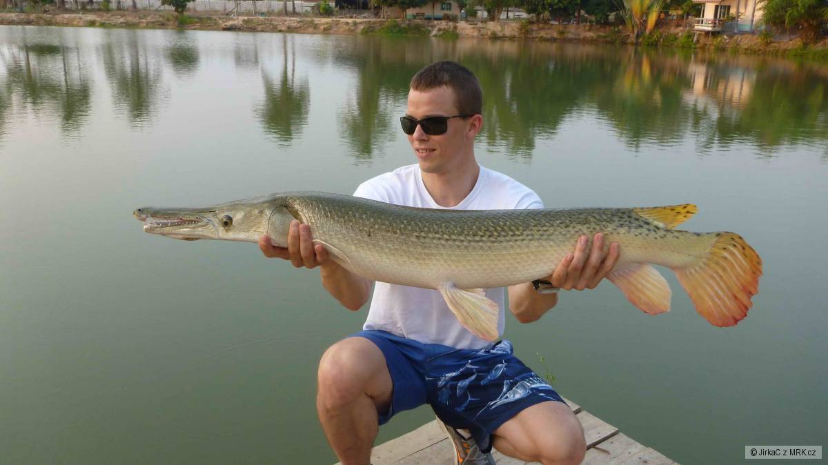Aligator Gar