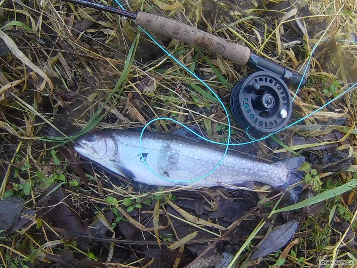 První salmonid na mouchu