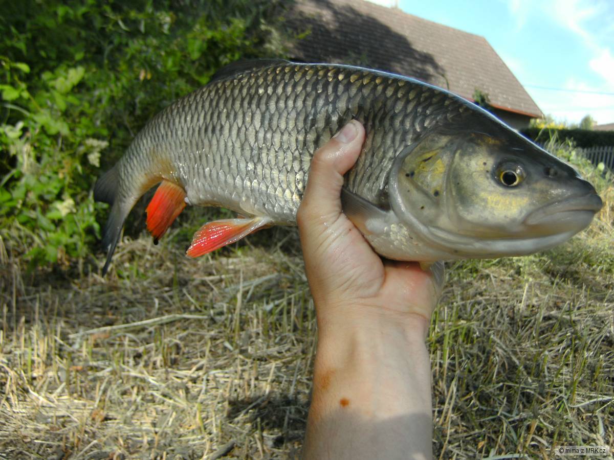 pajdinka