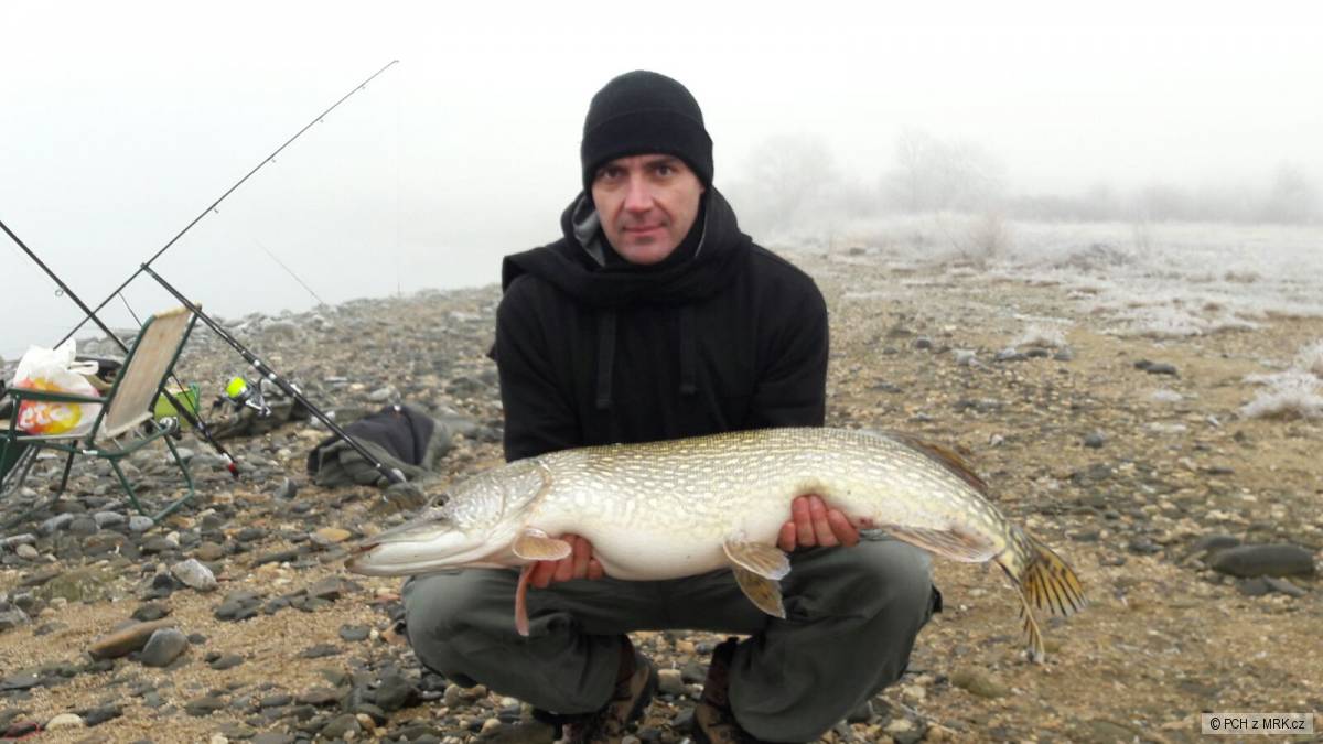 Štika 96cm
