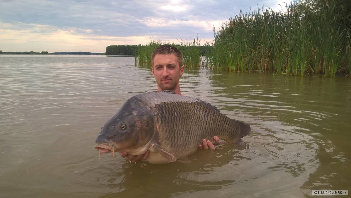 Kapr 93cm 16,5kg