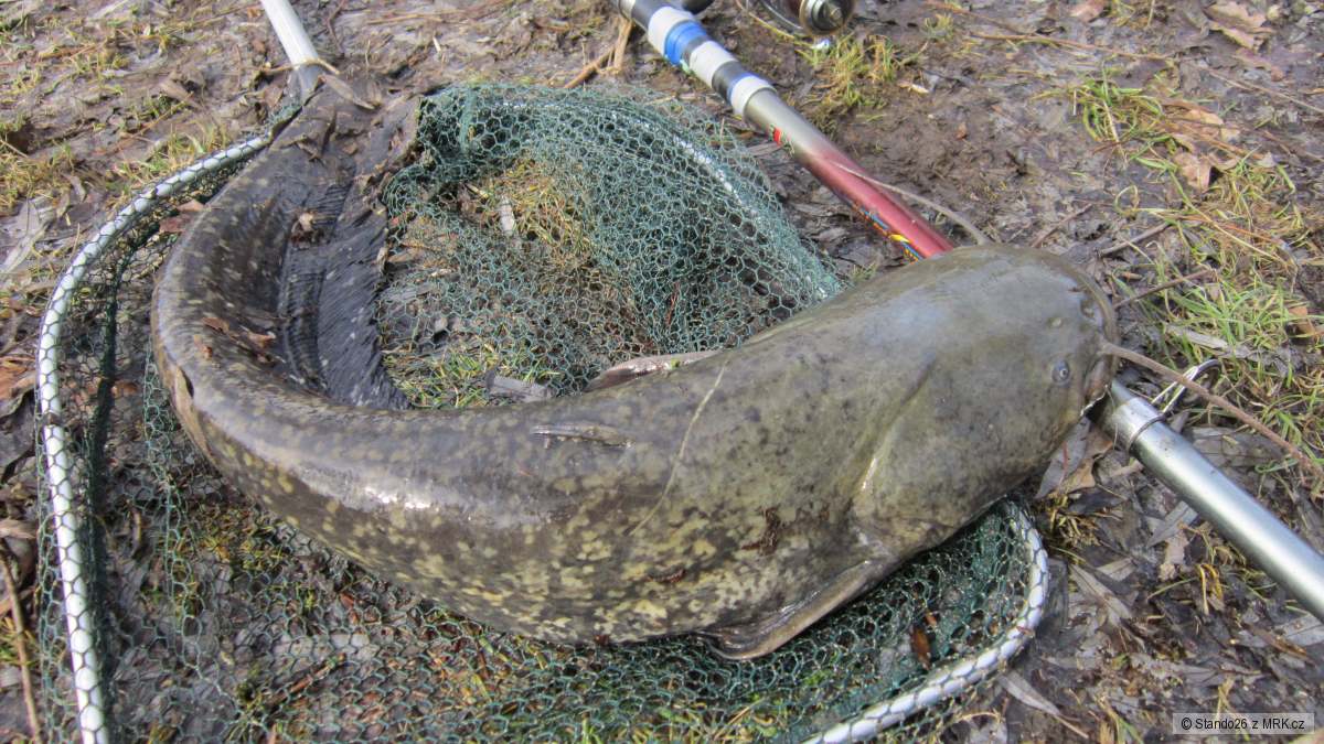 Sumec 100cm.Morava.
