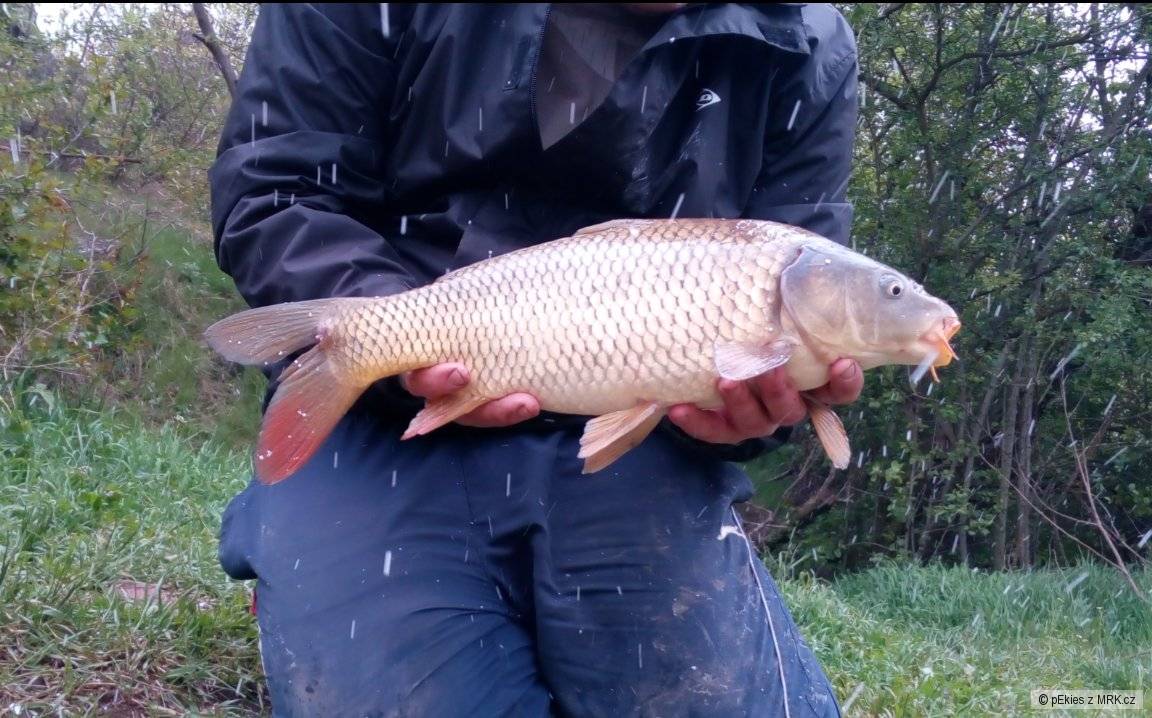 Šupina 51 cm