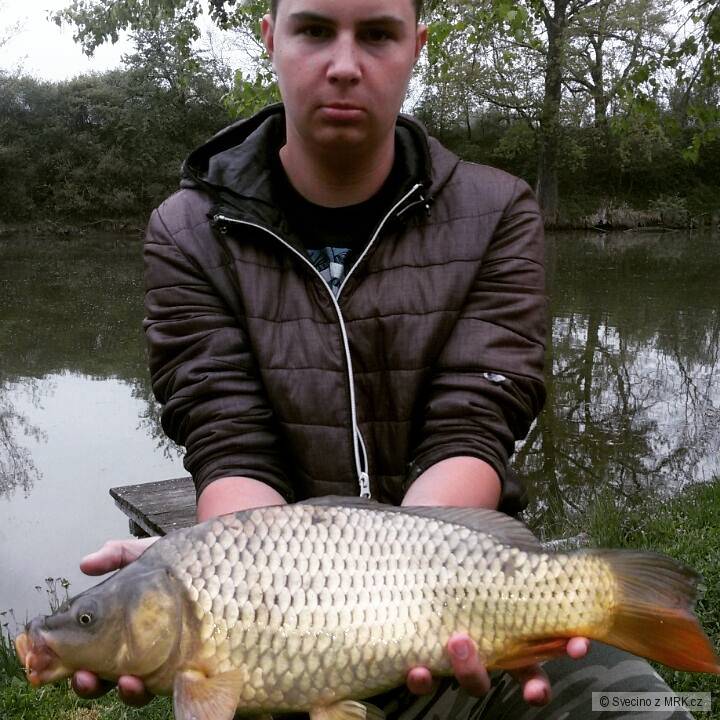 Kapr 49cm