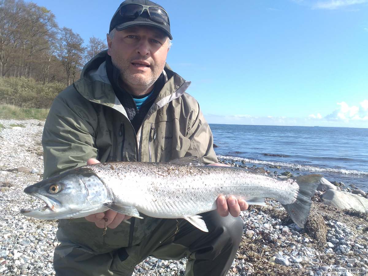 Sea trout 67 cm