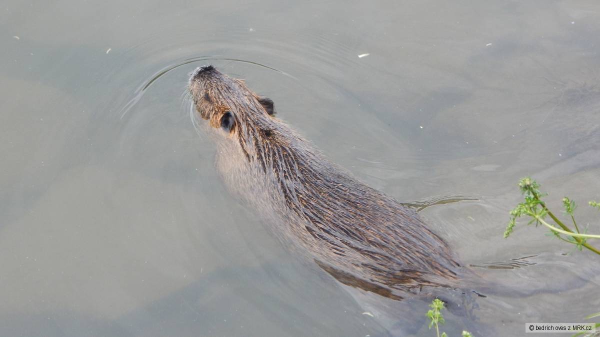 Dřevnické nutrie