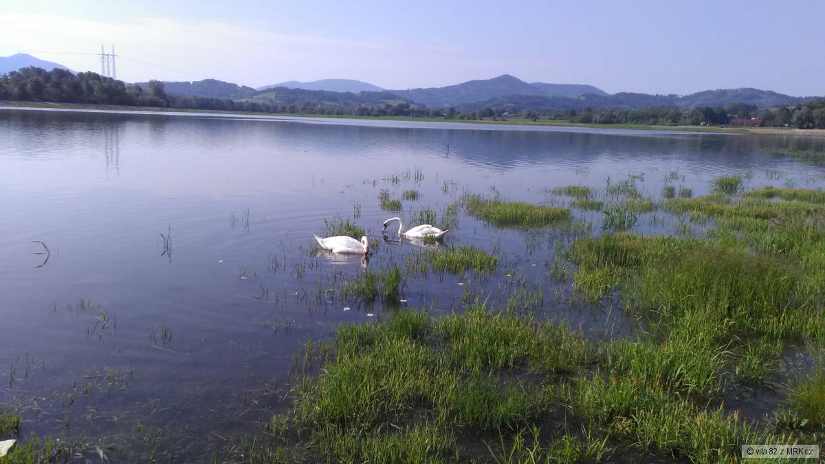 olesna