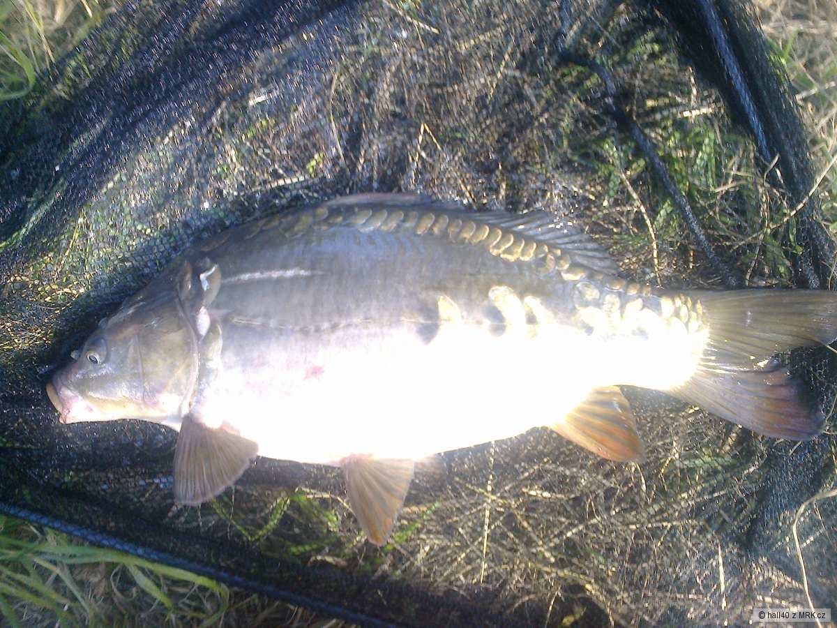 a ještě jedna od berounky..kapřík 50cm