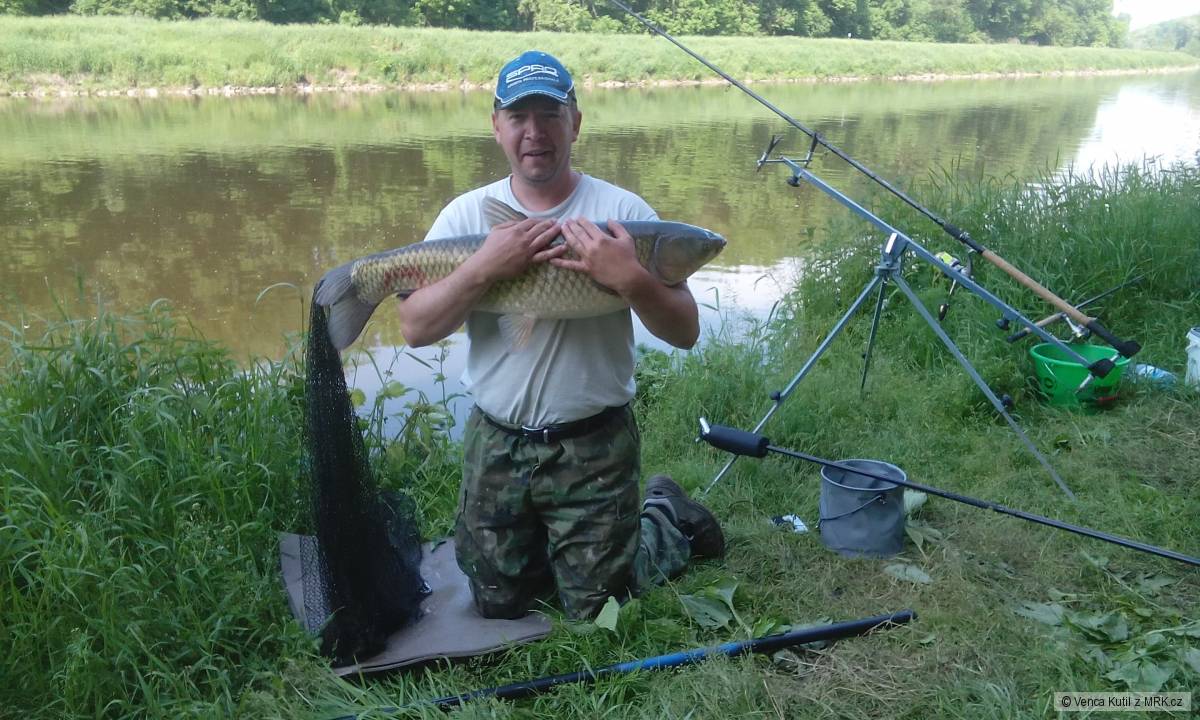 amur 95cm feeder Labe