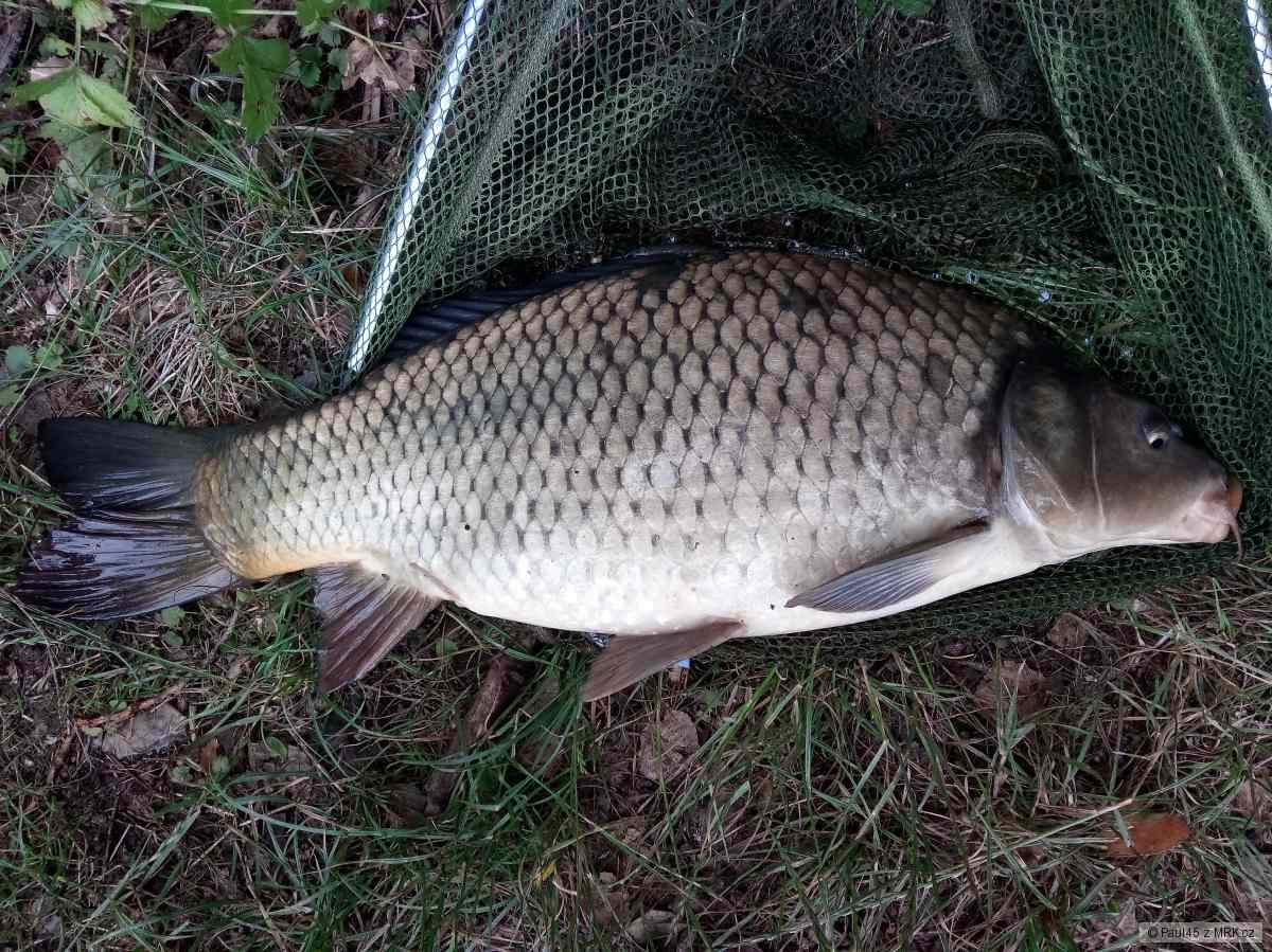 Šupináč