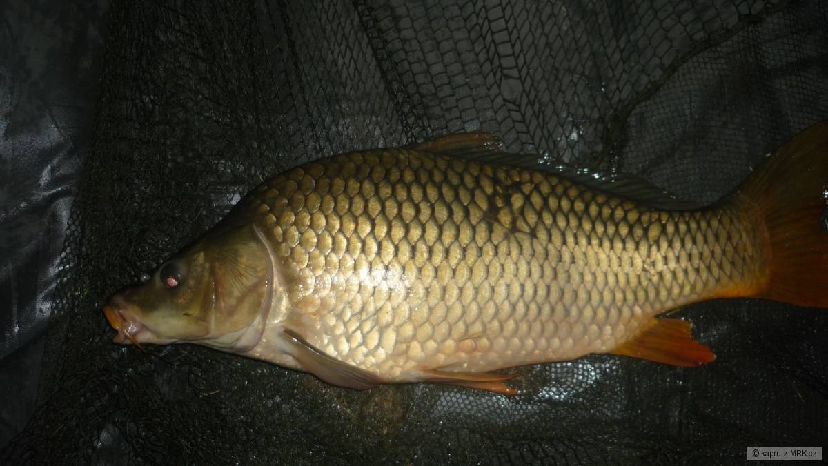 kapr 65 cm