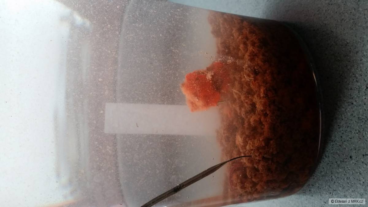 Test pva 4