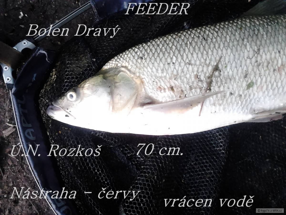 Bolen Dravý