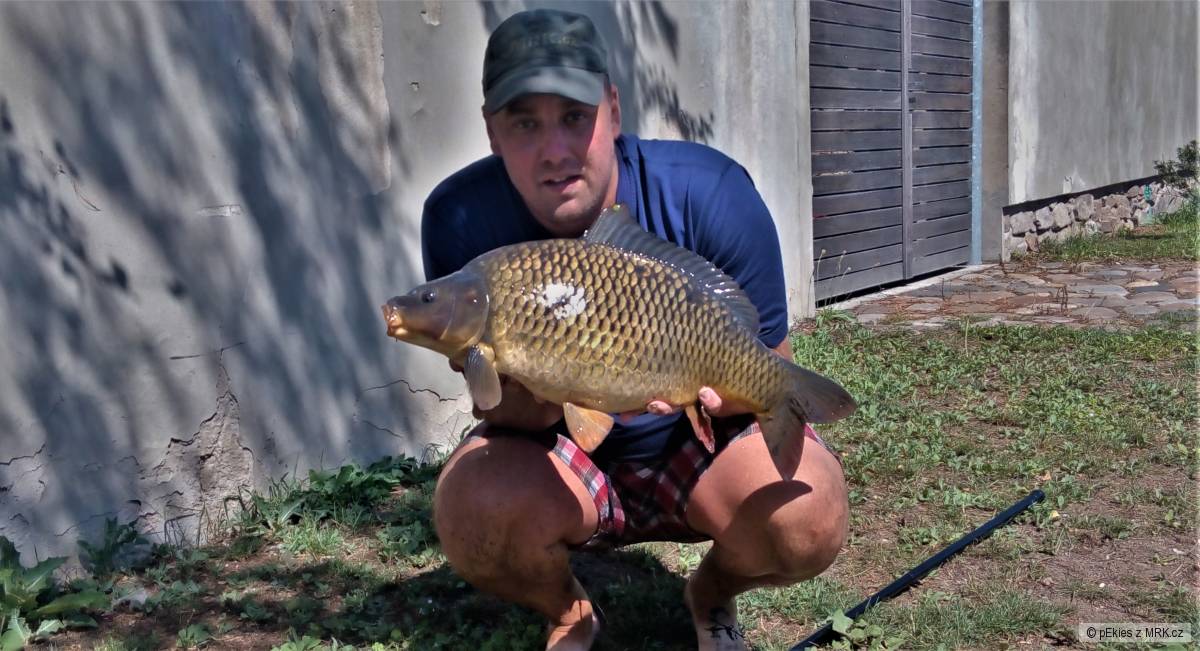 Napapanej 62cm