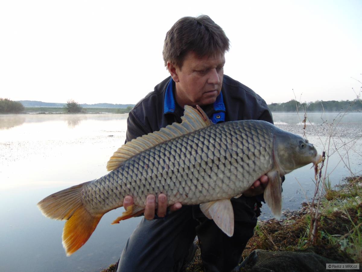 Cyprinus