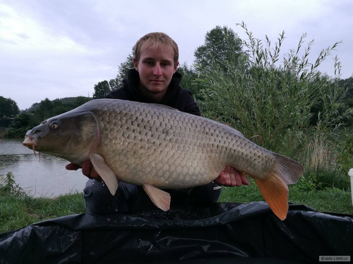 kapr 16 kg