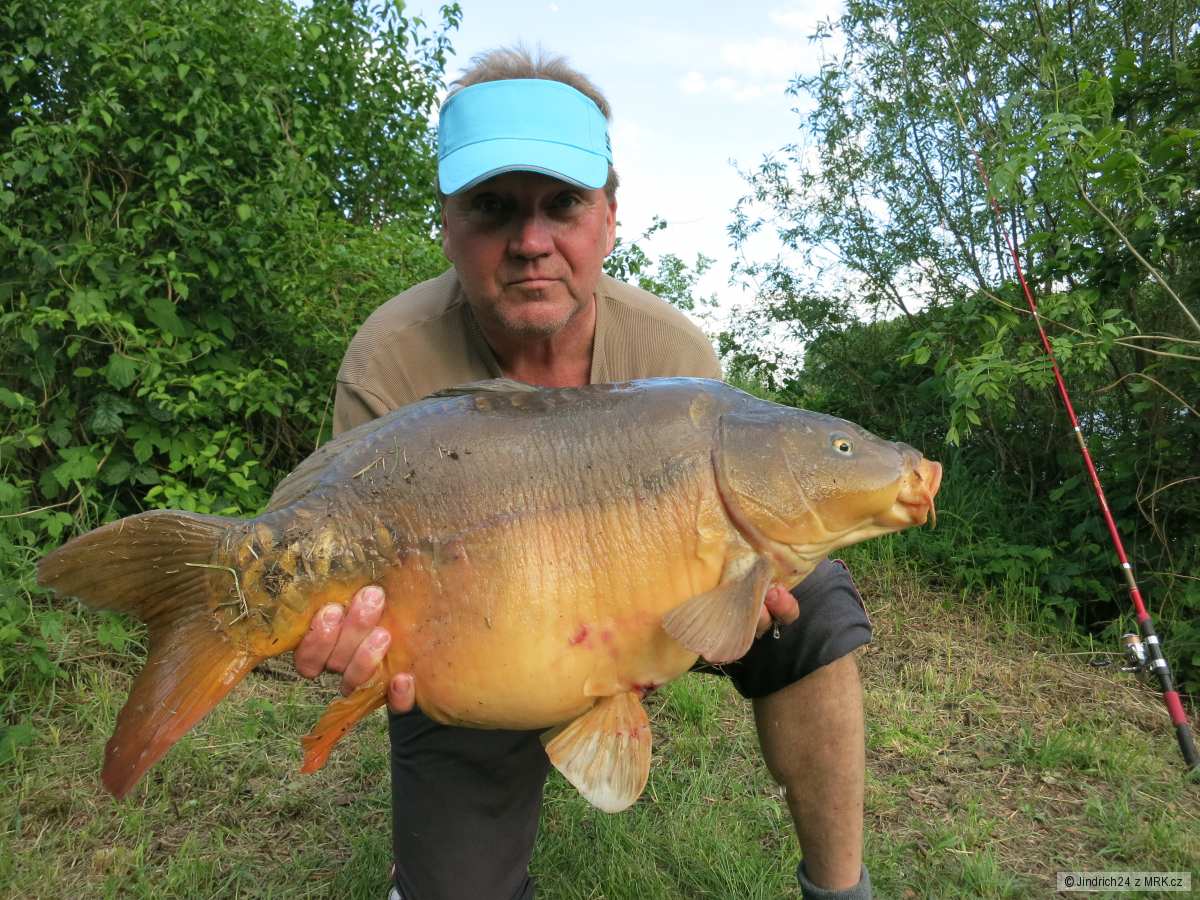 kapr 9,5kg Labe