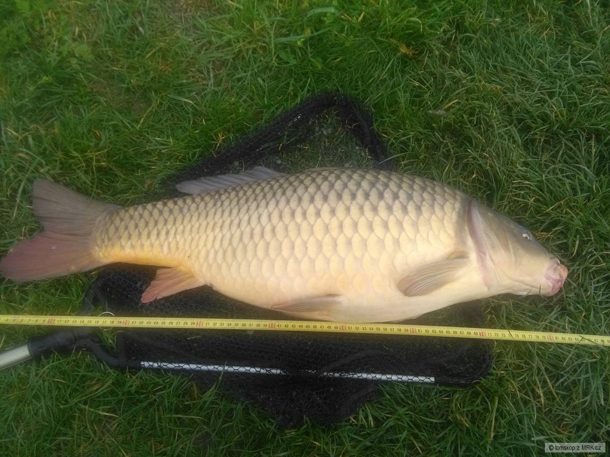 kapr obecny 84cm
