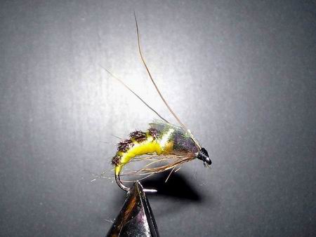 Pupa chrost�ka