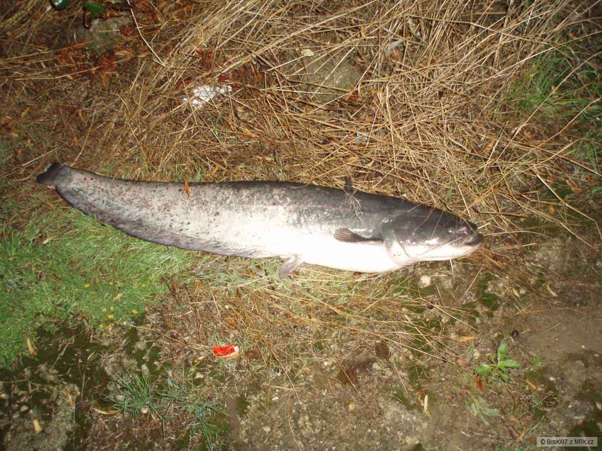 Sumec 115cm
