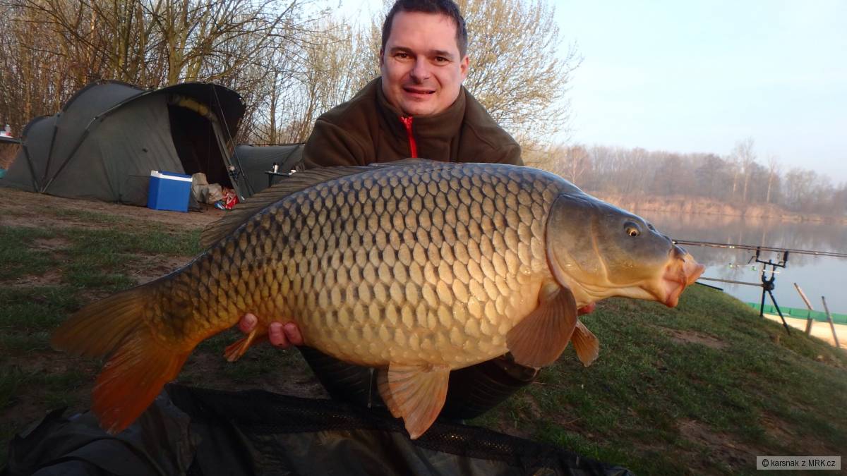 Kapr 10,5 kg