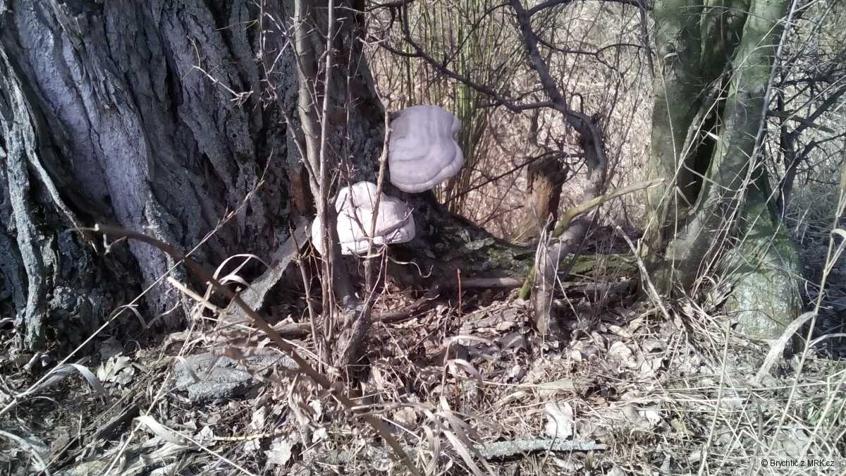 Choroš