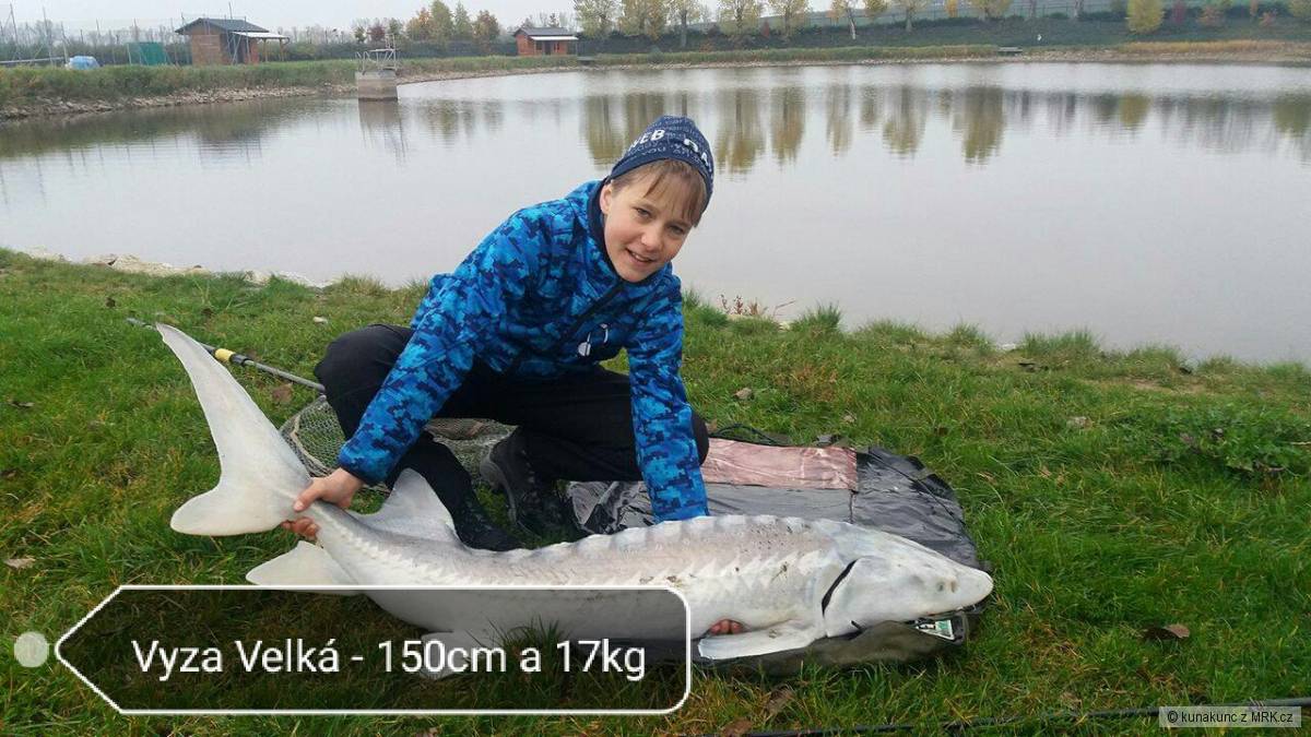 Vyza 150cm 17kg
