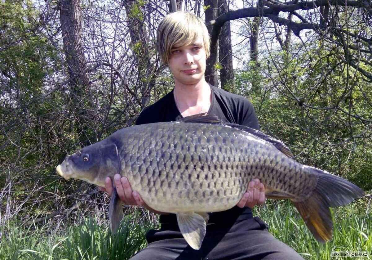 Kapr 12,5 kg.