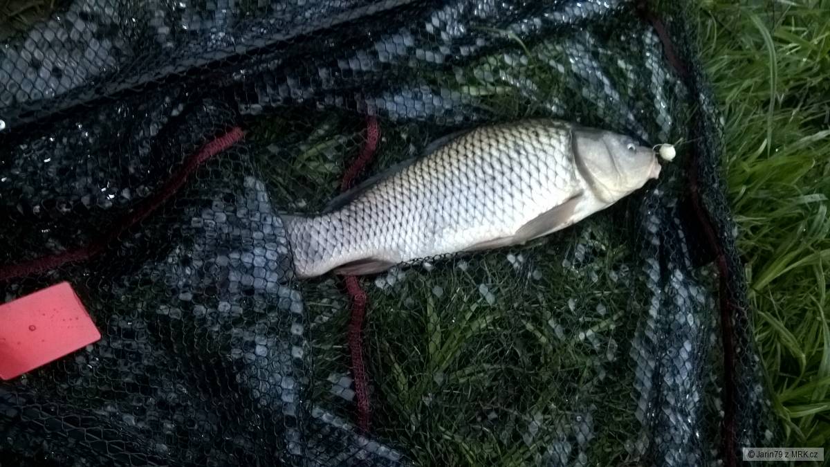 Kapr v Dobechově